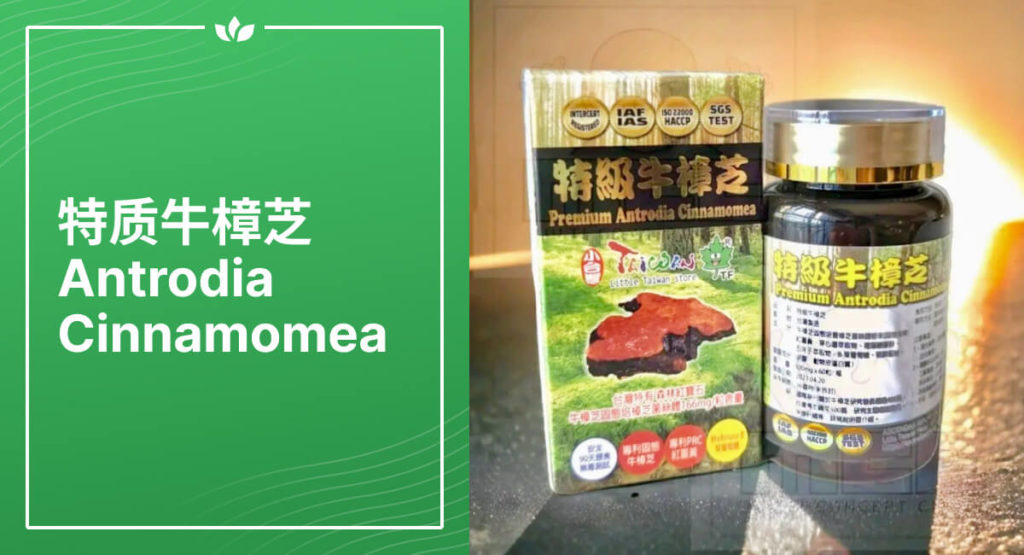 特质牛樟芝 Antrodia Cinnamomea
