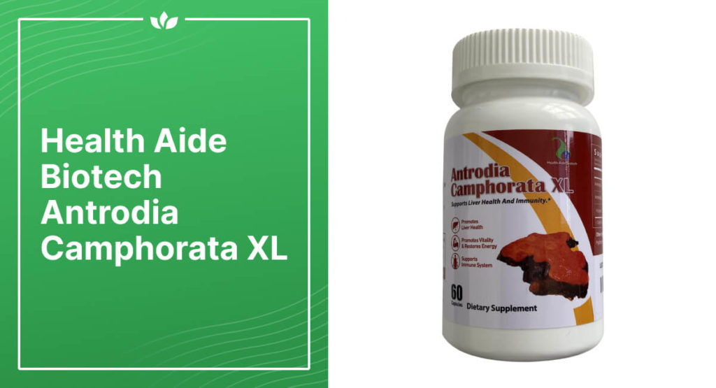 Antrodia Camphorata XL